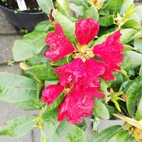 Rododendron Pumuckl, Rhododendron, 30 - 50 cm, kont. 5l