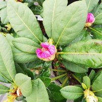 Rododendron Cassata, Rhododendron 20 - 30 cm, kont. 5l