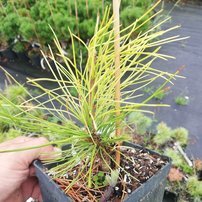 Borovica sibírska, Pinus cembra subsp. sibirska + 70 cm, kont. 5l