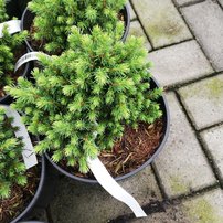 Smrek biely Witch´s Broom, Picea glauca, 10 – 20 cm, kontajner 3l