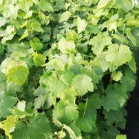 Vinič hroznorodý Gala, Vitis vinifera, kontajnerovaná sadenica 1 l