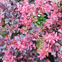 Dráč thunbergov Fireball, Berberis thunbergii, 20 - 30 cm kontajner 2l