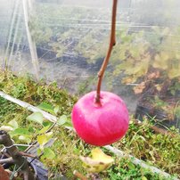 Jabloň domáca Piros ( podpník M26), Malus domestica 120 - 150 cm, kont. 5l