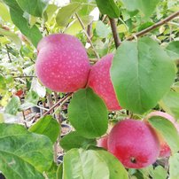 Jabloň domáca Paulared, Malus domestica 150 - 190 cm, kont. 5 l