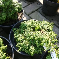 Cypruštek tupolistý Maureen, Chamaecyparis obtusa 20 - 30 cm, kont. 3l