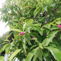 Magnolia trojlupienková, Magnolia tripelata 30 - 50 cm, kont. 3l