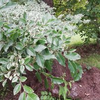 Brest drobnolistý Geisha, Ulmus parvifolia, 120 – 130 cm, kontajner 5l