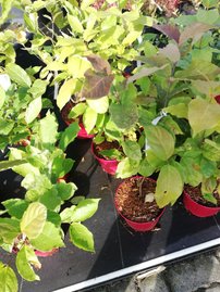 Kalykant floridský, Calycanthus floridus, 80 – 90 cm, kont. 5l
