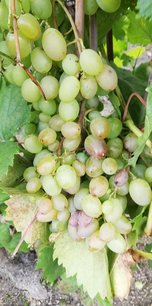 Vinič hroznorodý FVC -11 , Vitis vinifera, kontajnerovaná sadenica 1 l