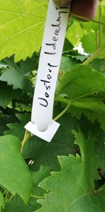 Vinič hroznorodý Wostorg Idealny , Vitis vinifera, kontajnerovaná sadenica 1 l