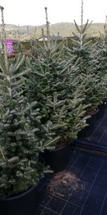 Jedľa kórejská Tordis, Abies koreana + 120 cm, kont. 20l