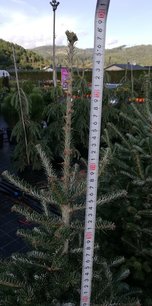 Jedľa kórejská Tordis, Abies koreana + 120 cm, kont. 20l