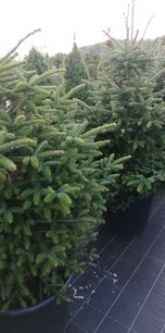 Jedľa grécka, Abies cephalonica, + 170 cm, kont. 20l.