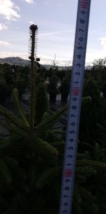 Jedľa grécka, Abies cephalonica, + 170 cm, kont. 20l.