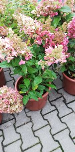 Hortenzia metlinatá Pinky Winky, Hydrangea paniculata 40 - 60 cm, kont. 3l