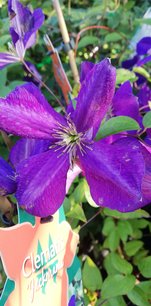 Plamienok Jackmanii, Clematis, kontajner 3l