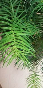 Ostrolistec čínsky, Cunninghamia lanceolata, kont. 3l, 40 - 50 cm