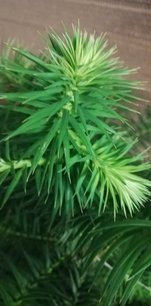 Ostrolistec čínsky, Cunninghamia lanceolata, kont. 3l, 40 - 50 cm