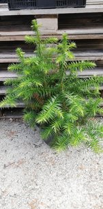 Ostrolistec čínsky, Cunninghamia lanceolata, kont. 3l, 40 - 50 cm