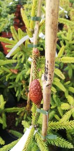 Smrek obyčajný Acrocona, Picea abies, kontajner C3,  20 – 40 cm