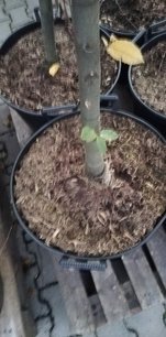 Hrab obyčajný Fastigiata, Carpinus betulus, +300 cm, kont. 25l