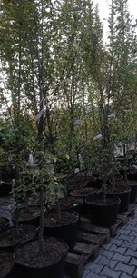 Hrab obyčajný Fastigiata, Carpinus betulus, +300 cm, kont. 25l