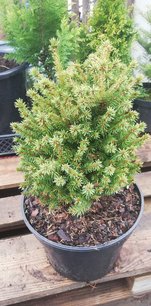 Smrek obyčajný Luua Pärl , Picea abies 25 - 35 cm, kont. 3l