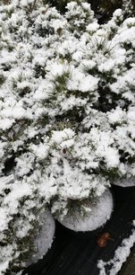 Borovica lesná Globosa viridis, Pinus sylvestris, 40 _ 45 cm, kont. 5l