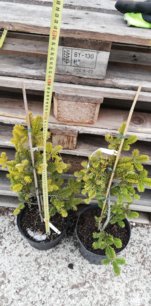 Jedľa Nordmannova Aurea, Abies nordmanniana, 50 – 65 cm, kont. 3 l.