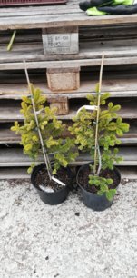 Jedľa Nordmannova Aurea, Abies nordmanniana, 50 – 65 cm, kont. 3 l.