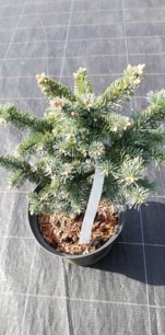 Jedľa plsnatoplodá Compacta, Abies lasiocarpa 20 - 60 cm, kont. 3l