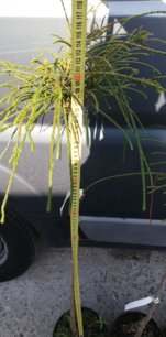 Tuja riasnatá Whipcord, Thuja plicata  kontajner C5 na kmienku 100 -110 cm