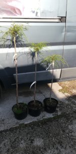 Tuja riasnatá Whipcord, Thuja plicata  kontajner C5 na kmienku 80-90 cm