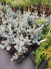 Smrek pichľavý Edith, Picea pungens, 40 - 70 cm, kont. 5l