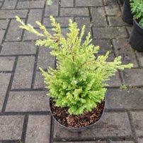 Cypruštek Yellow Transparent, Chamaecyparis lawsoniana 30 - 40 cm, kont. 3l