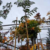 Jarabina vtáčia, Fastigiata, Sorbus aucuparia, 170 – 200 cm, kontajner 3l