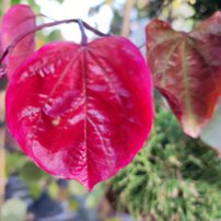 Judášovec kanadský Carolina Sweetheart, Cercis canadensis, , 160 – 180 cm, kontajner 10l