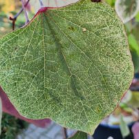 Judášovec kanadský Carolina Sweetheart, Cercis canadensis, , 160 – 180 cm, kontajner 10l