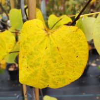 Judášovec kanadský Hearts of Gold, Cercis canadensis, 160 – 180 cm, kontajner 15l