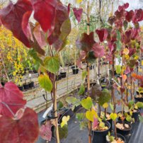 Judášovec kanadský Carolina Sweetheart, Cercis canadensis, , 160 – 180 cm, kontajner 10l