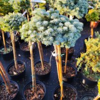 Jedľa vznešená Procumbens, Abies procera C5, na kmienku 75 cm
