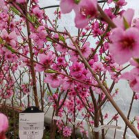 Broskyňa Inka, Prunus persica, 160 – 170 cm. kont. 10 l.