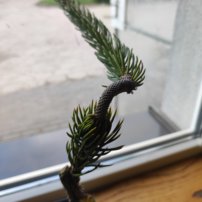 Smrek obyčajný 'Cranstonii', Picea abies, kont.P9