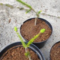 Smrek obyčajný 'Cranstonii', Picea abies, kont.P9