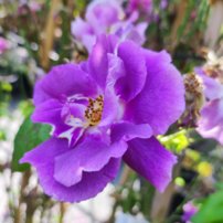 Ruža Rhapsody in Blue, Rose, + 200 cm, kont 10 l