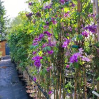 Ruža Rhapsody in Blue, Rose, + 200 cm, kont 10 l