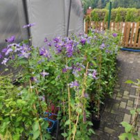 Plamienok Arabella, Clematis, kontajner 3l