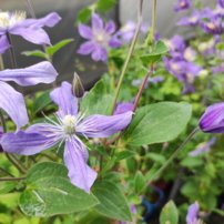 Plamienok Arabella, Clematis, kontajner 3l