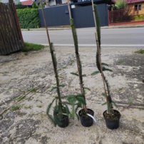 Smrek obyčajný Dr. Barański, Picea abies  +140 cm, kont. 3l