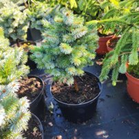 Smrek sitkanský Pevè Wiesje, Picea sitchensis, kmeň 30 - 35 cm, kont. 3l